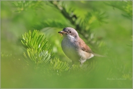 <p>PĚNICE POKŘOVNÍ (Sylvia curruca) /Lesser whitethroat - Klappergrasmücke/</p>